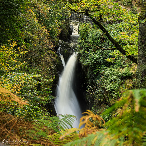 Looking through the trees to see the white water gushing over the Aira Force waterfall
                                with the bridge over the beck at the top of the picture