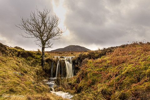 Small waterfall passing through upland landscape with a lone tree to the left and 
                                the peak of Bleaberry fell in the background