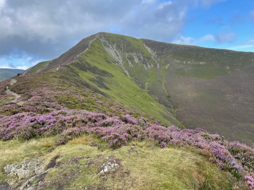 Looking past purple heather to the peak of Grisedale Pike