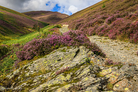 Gravel path widing it's way over the fell with heather growing to either side of the path.
                        The heather is in full bloom with purple/pink flowers